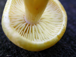 Tricholomopsis sulfureoides, closer view of the broad gills and stout stalk. Tricholomopsis sulfureoides, closer view of the broad gills and stout stalk.